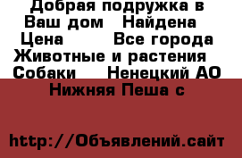 Добрая подружка,в Ваш дом!!!Найдена › Цена ­ 10 - Все города Животные и растения » Собаки   . Ненецкий АО,Нижняя Пеша с.